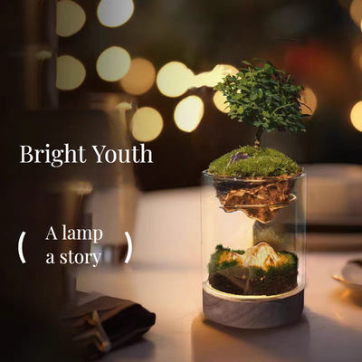 Ελαφρύ κεραμικό κεραμικό επιτραπέζιο θερμοκήπια λάμπα για το μουστάκι Τεράρια με σύγχρονο σχεδιασμό